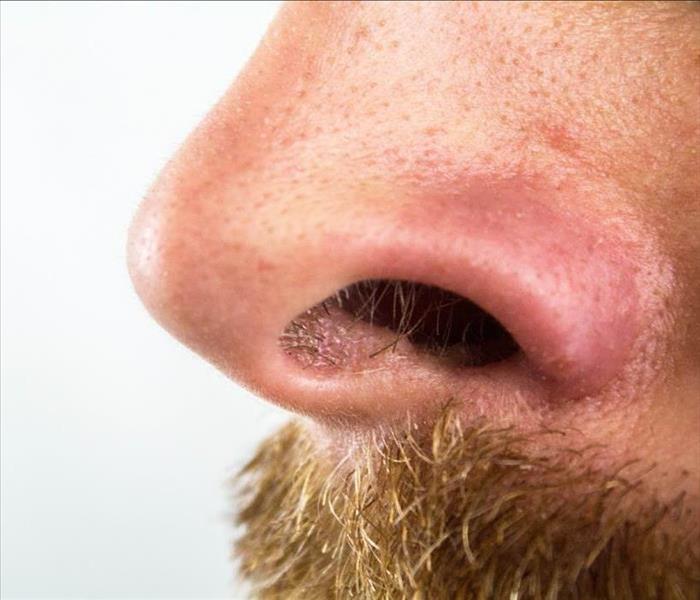 close-up of nose